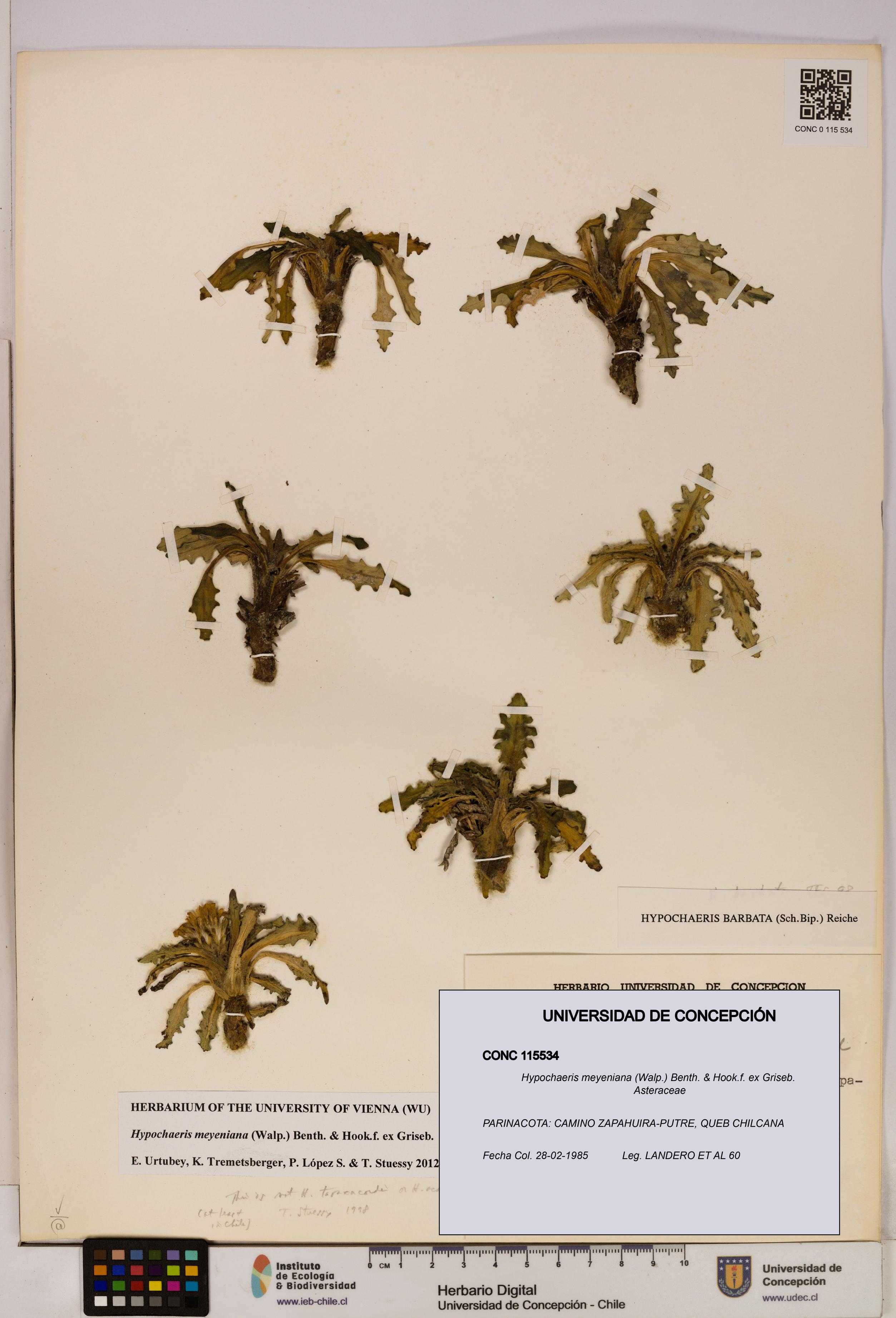 Hypochaeris meyeniana [Espécimen: UDEC:CONC:0115534]