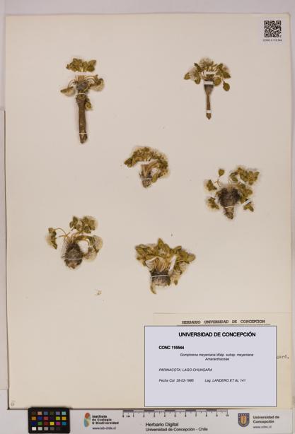 Gomphrena meyeniana subsp. meyeniana [Espécimen: UDEC:CONC:0115544]