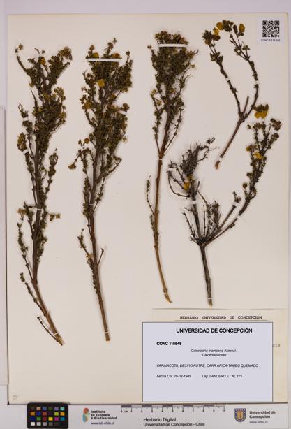 Calceolaria inamoena [Espécimen: UDEC:CONC:0115548]