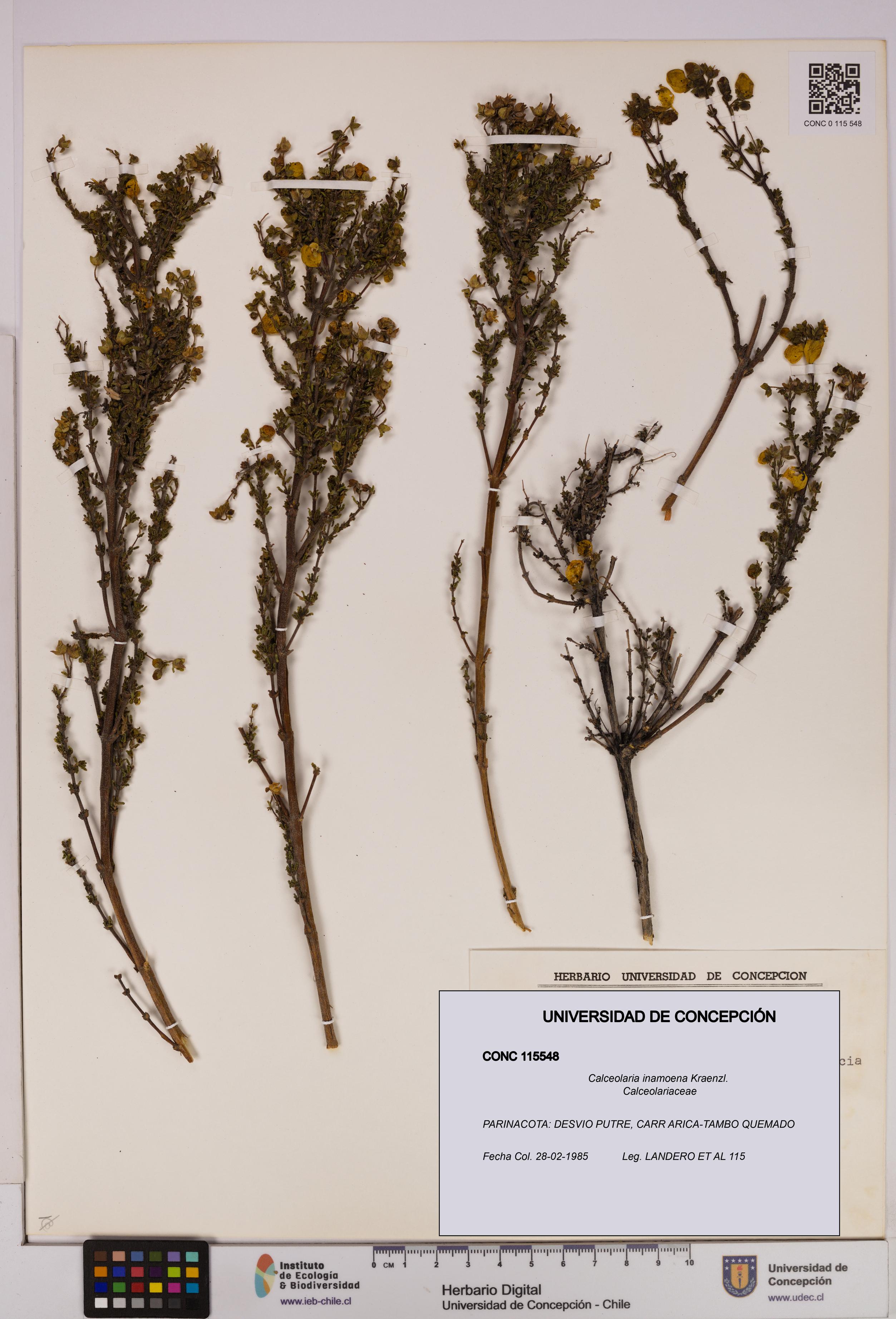 Calceolaria inamoena [Espécimen: UDEC:CONC:0115548]