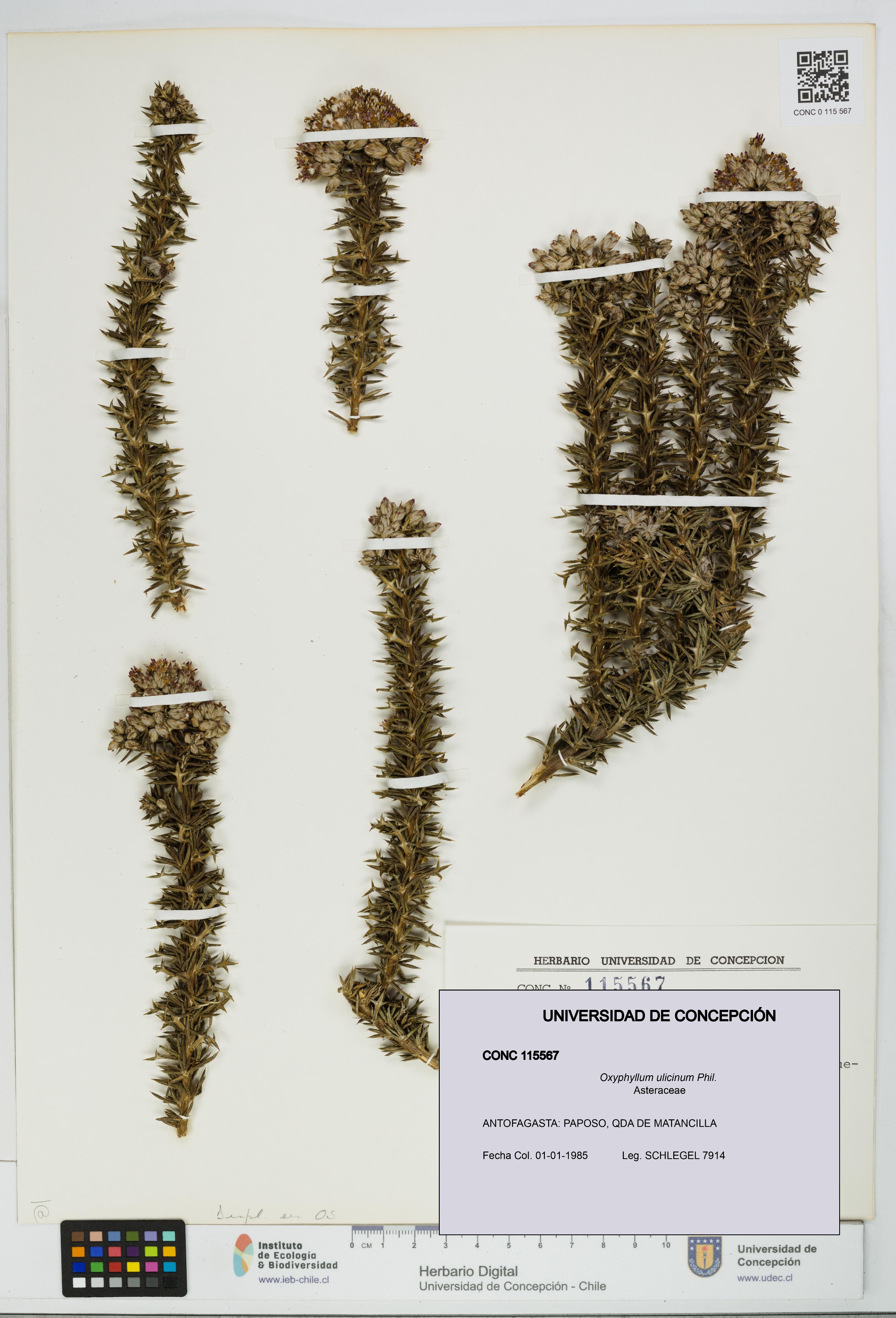 Oxyphyllum ulicinum [Espécimen: ]