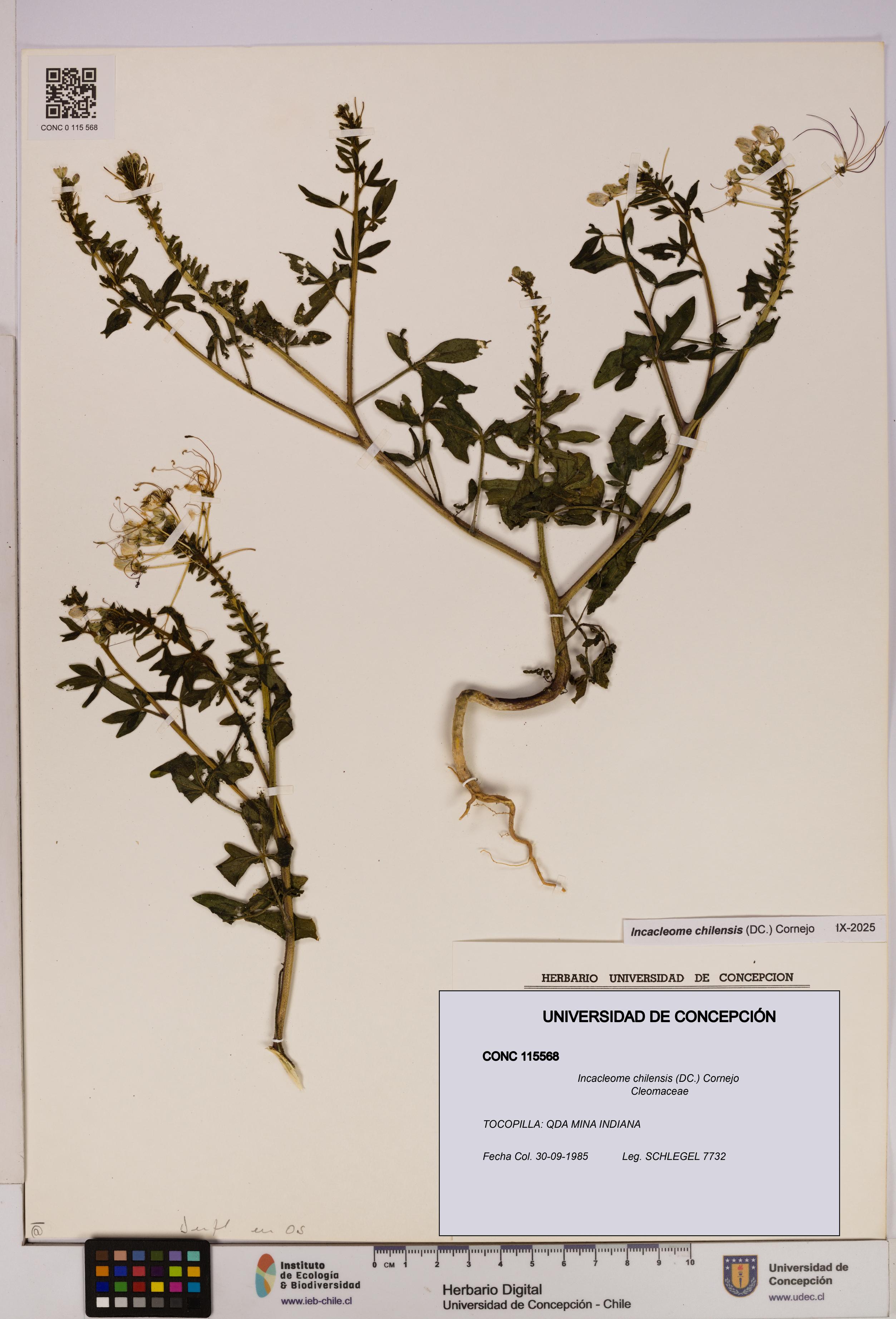 Incacleome chilensis [Espécimen: UDEC:CONC:0115568]