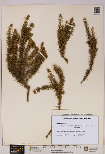 Chuquiraga ulicina subsp. ulicina [Espécimen: UDEC:CONC:0115570]