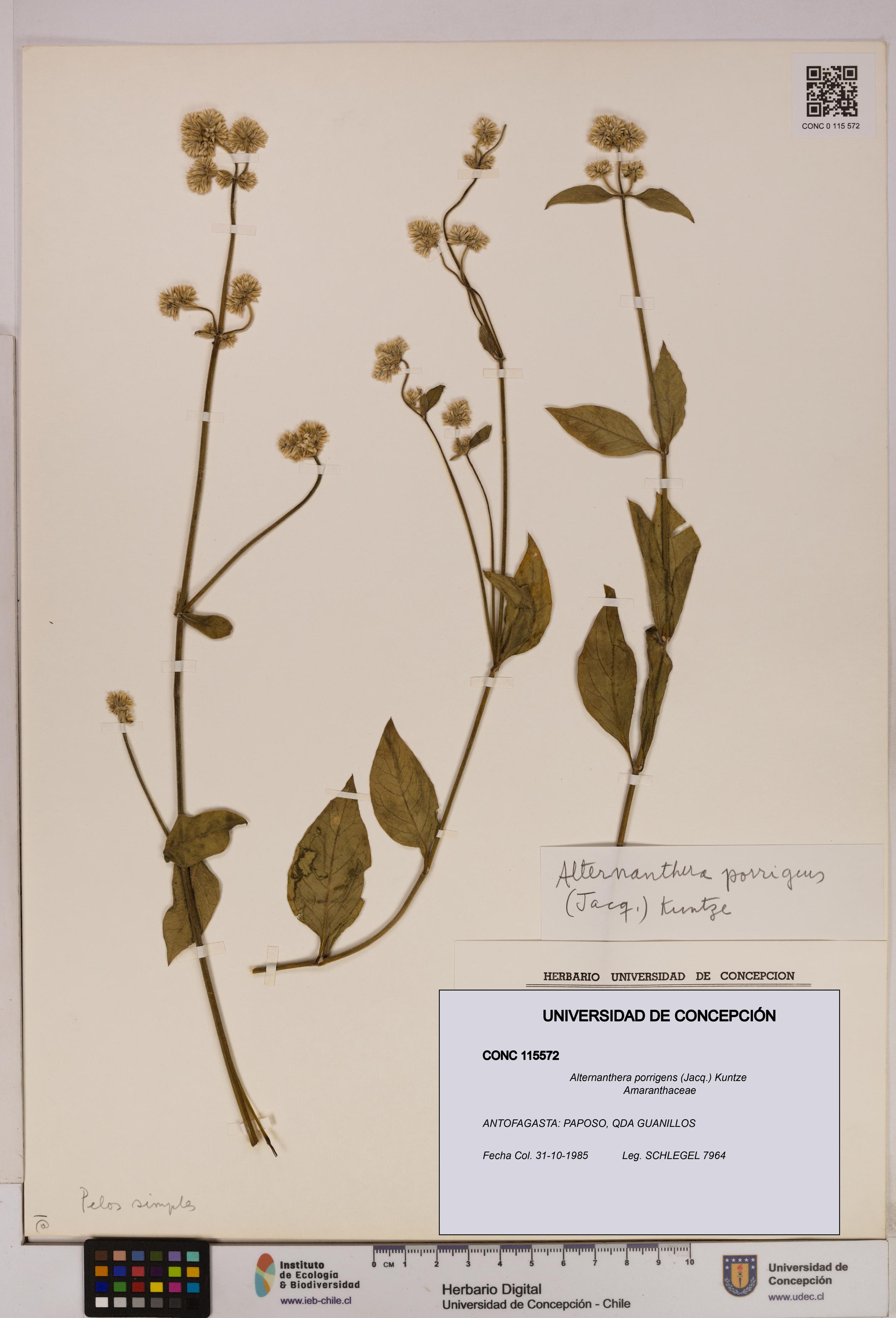 Alternanthera porrigens [Espécimen: UDEC:CONC:0115572]