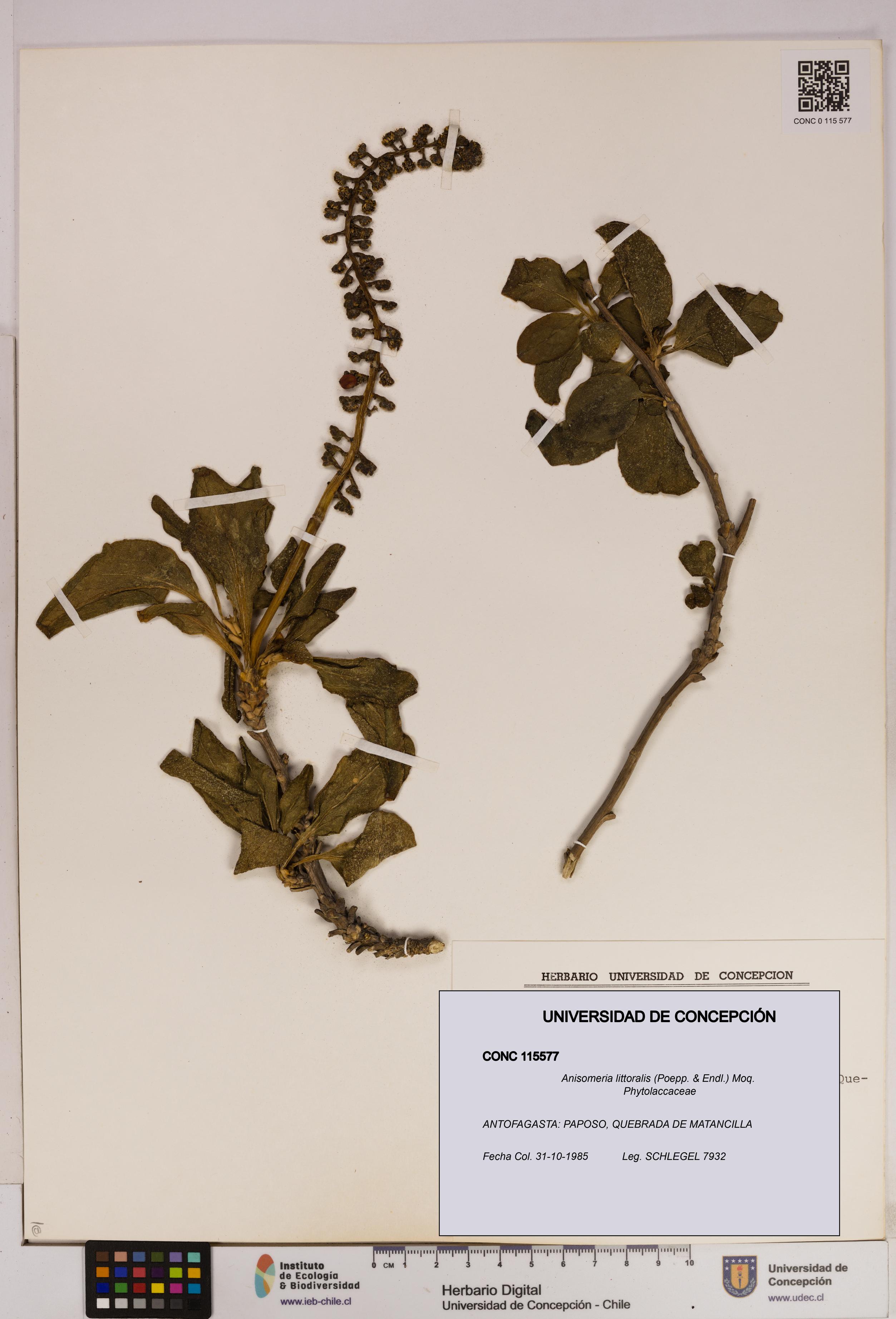 Anisomeria littoralis [Espécimen: UDEC:CONC:0115577]