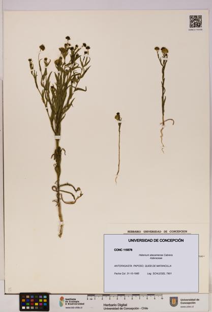 Helenium atacamense [Espécimen: UDEC:CONC:0115578]