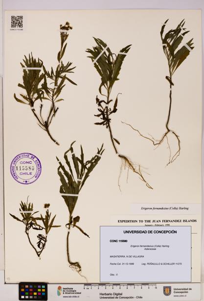 Erigeron fernandezius [Espécimen: UDEC:CONC:0115580]