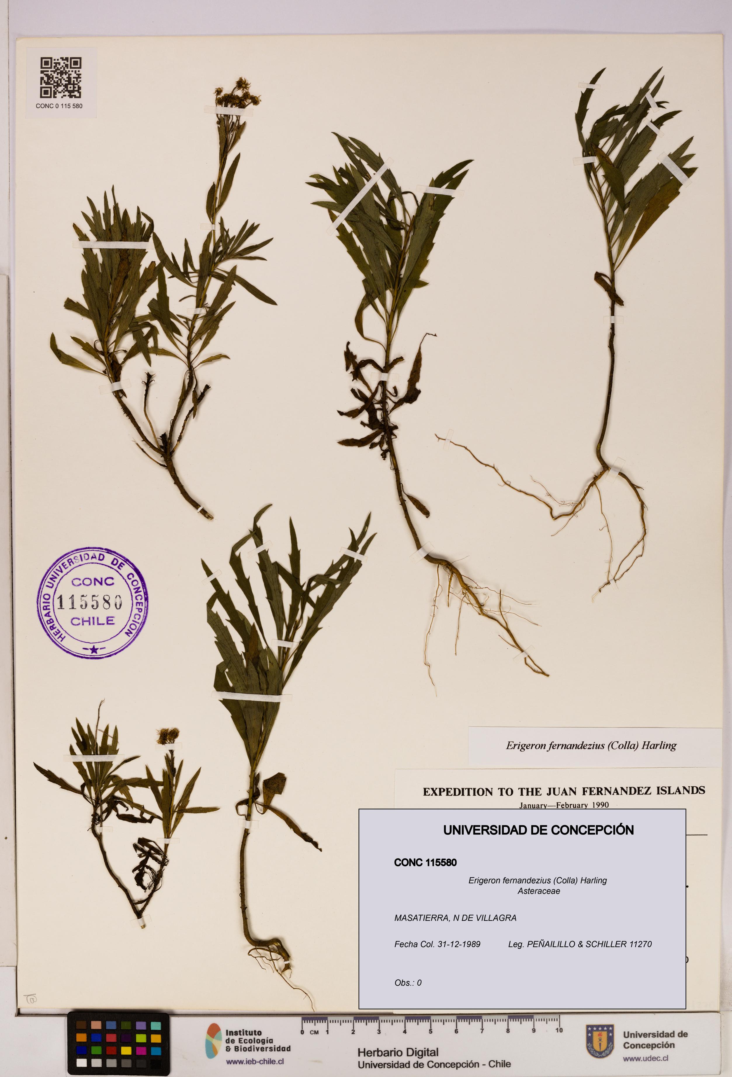 Erigeron fernandezius [Espécimen: UDEC:CONC:0115580]