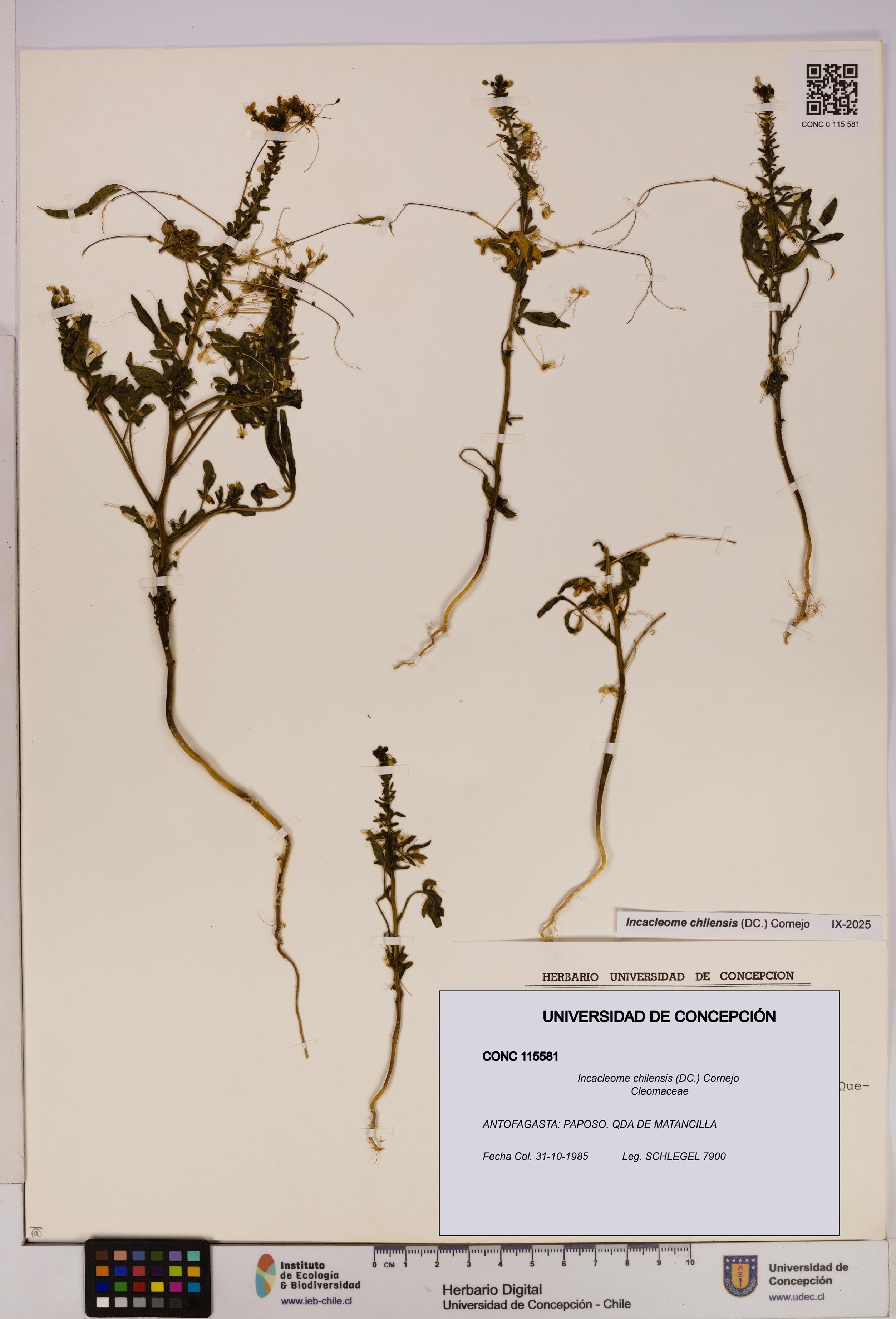 Incacleome chilensis [Espécimen: UDEC:CONC:0115581]