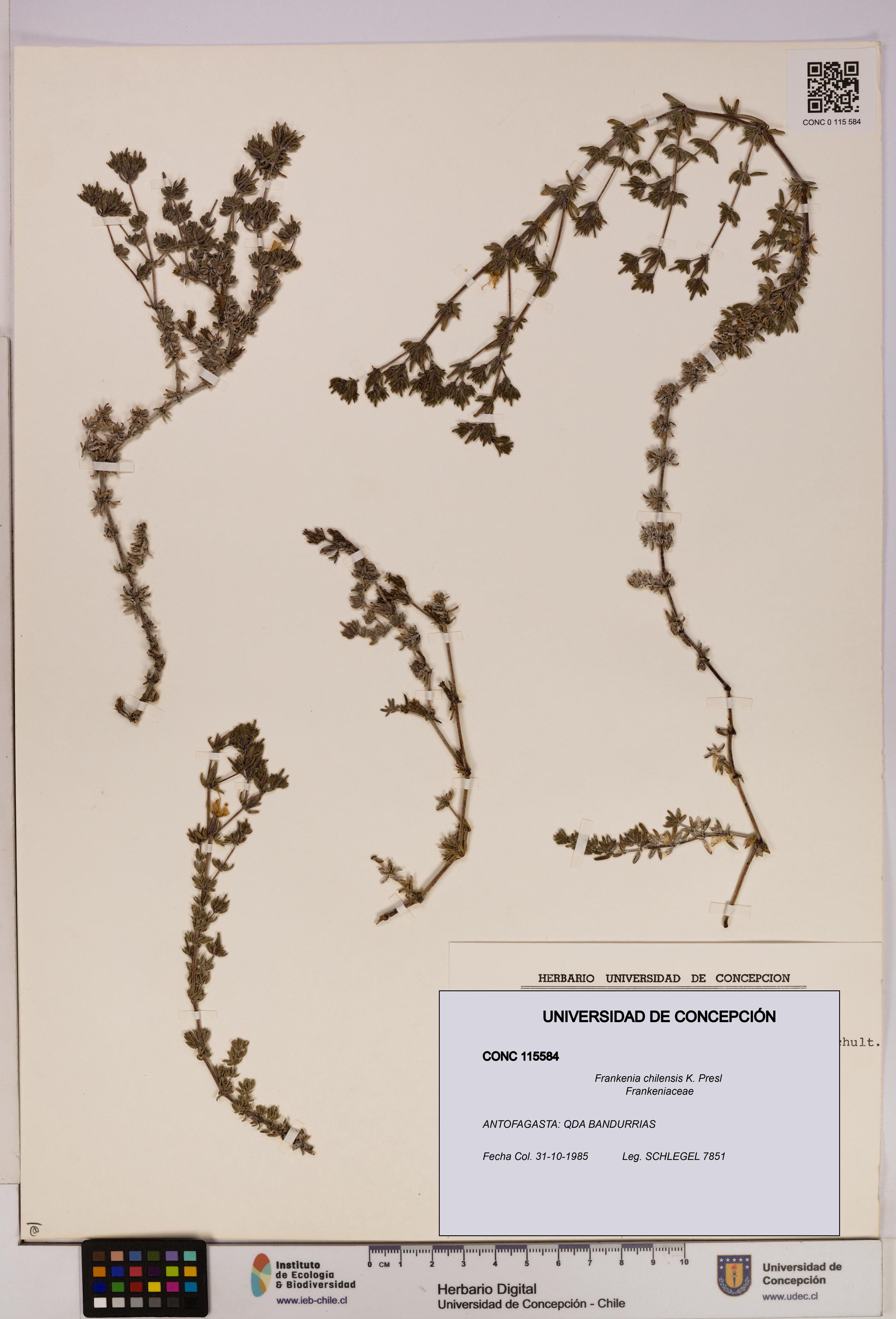 Frankenia chilensis [Espécimen: UDEC:CONC:0115584]