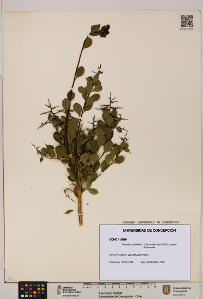 Proustia cuneifolia [Espécimen: UDEC:CONC:0115586]