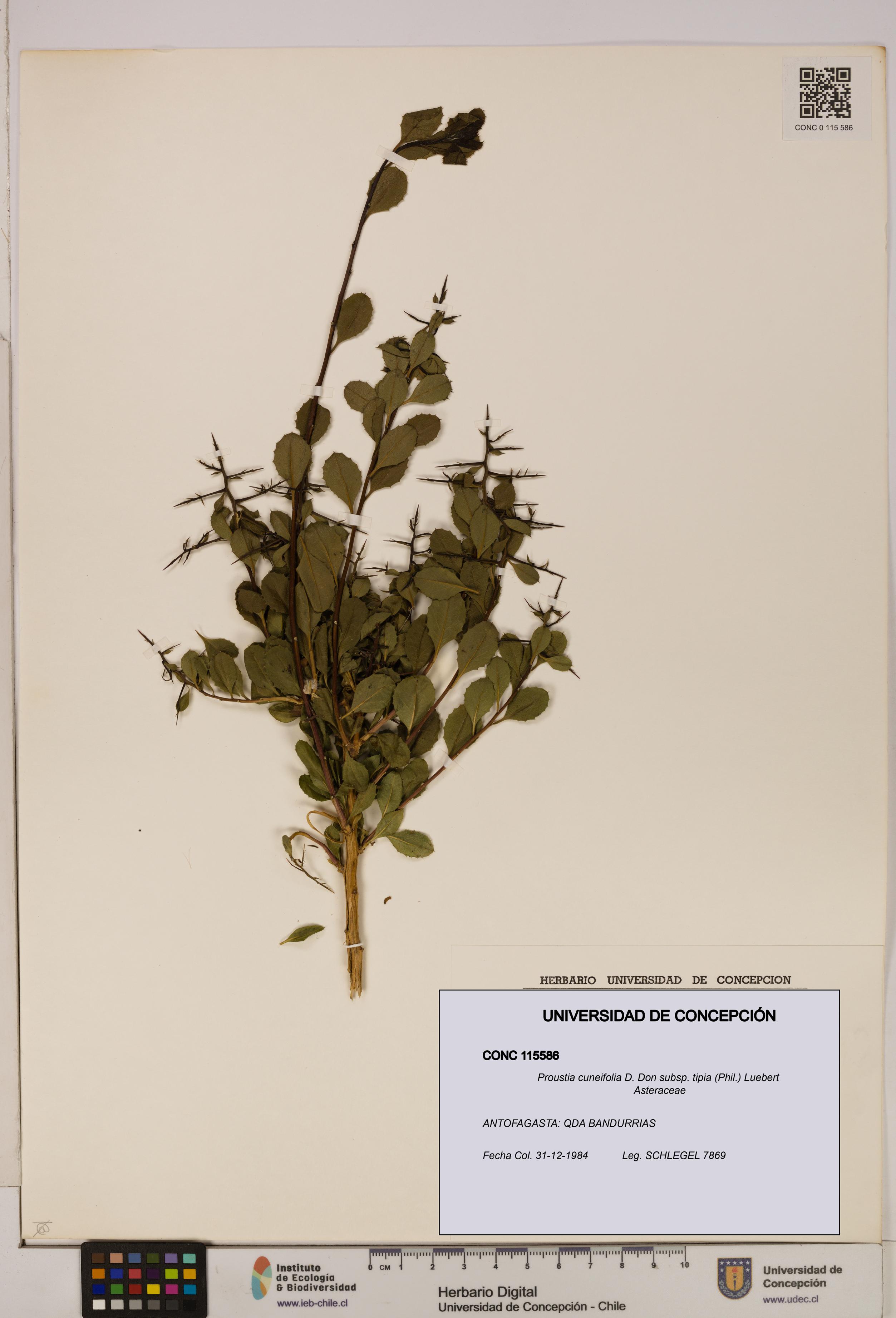 Proustia cuneifolia [Espécimen: UDEC:CONC:0115586]