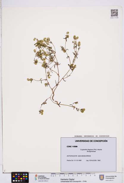 Cryptantha filaginea [Espécimen: ]