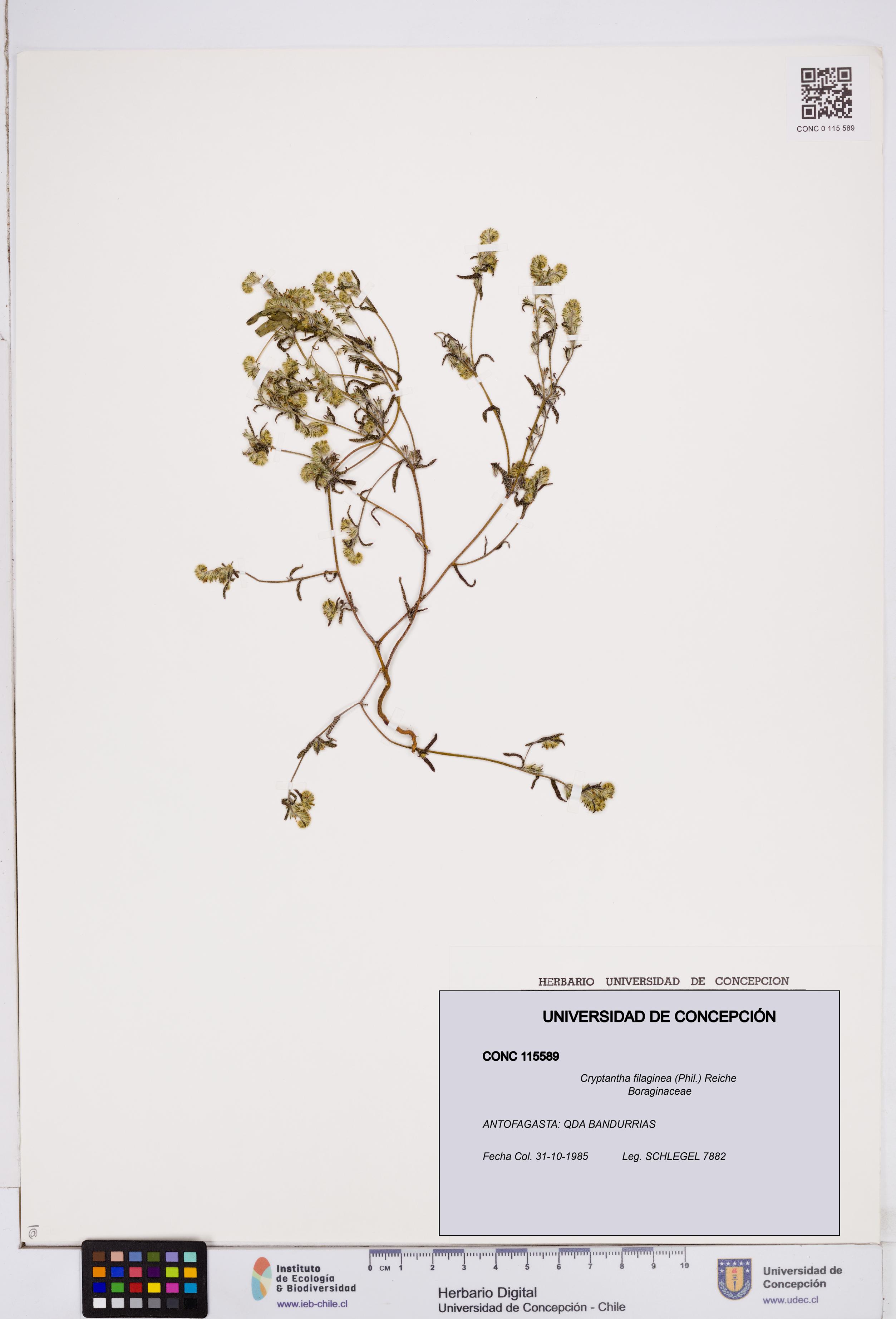 Cryptantha filaginea [Espécimen: ]