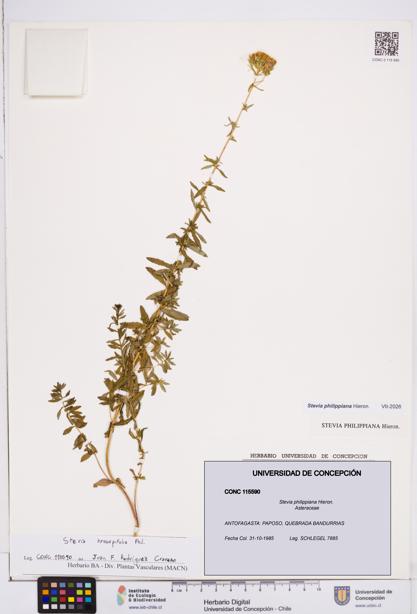 Stevia philippiana [Espécimen: ]