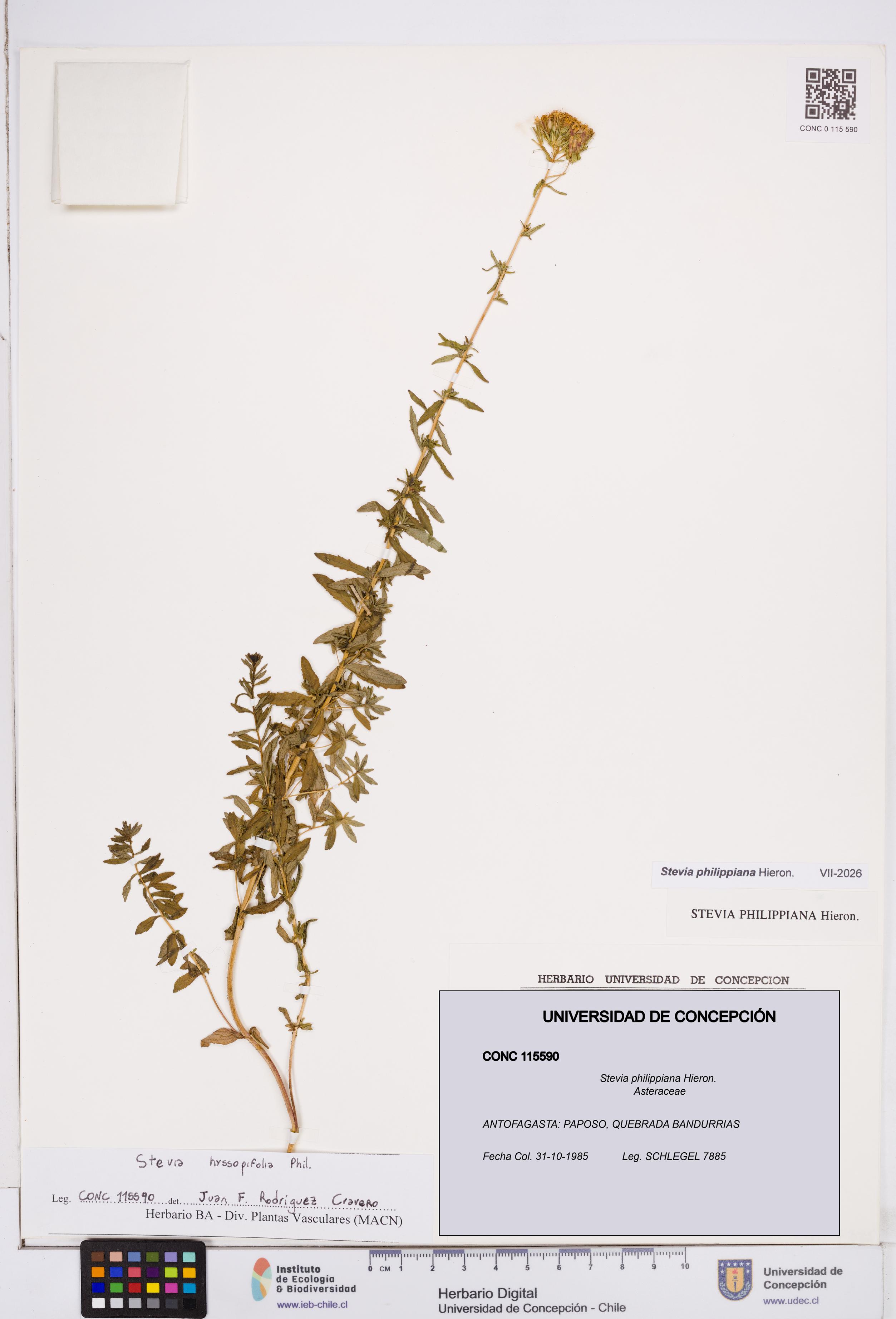 Stevia philippiana [Espécimen: ]