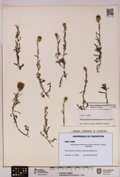 Plectocephalus atacamensis [Espécimen: UDEC:CONC:0115594]