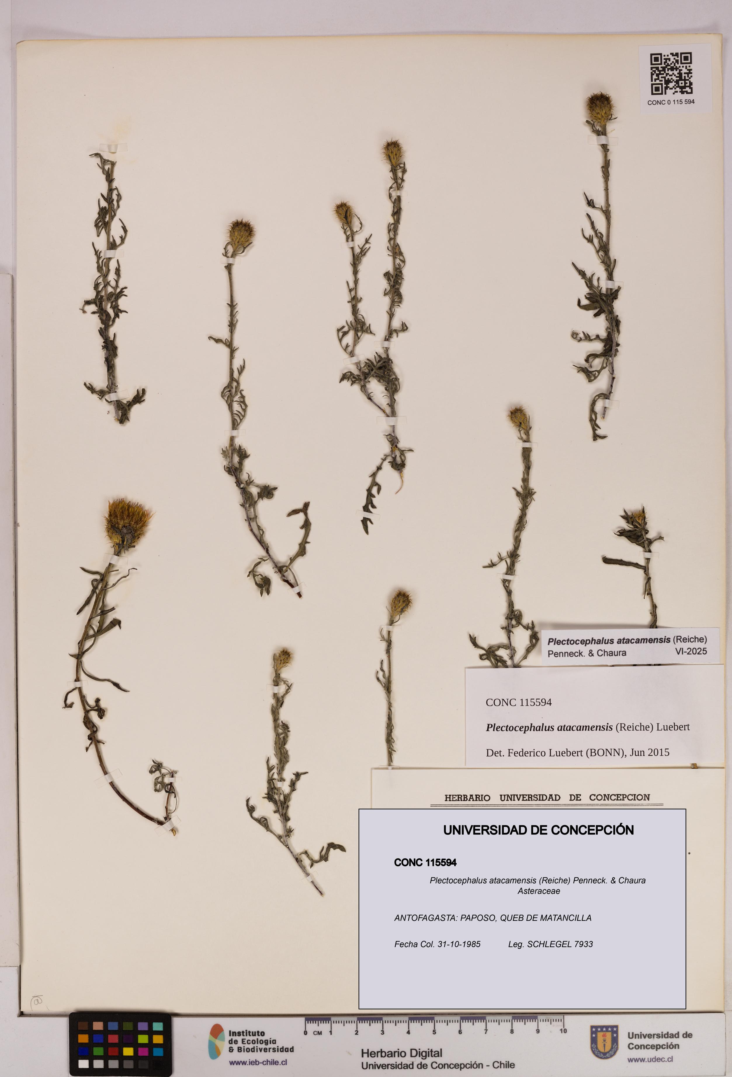 Plectocephalus atacamensis [Espécimen: UDEC:CONC:0115594]