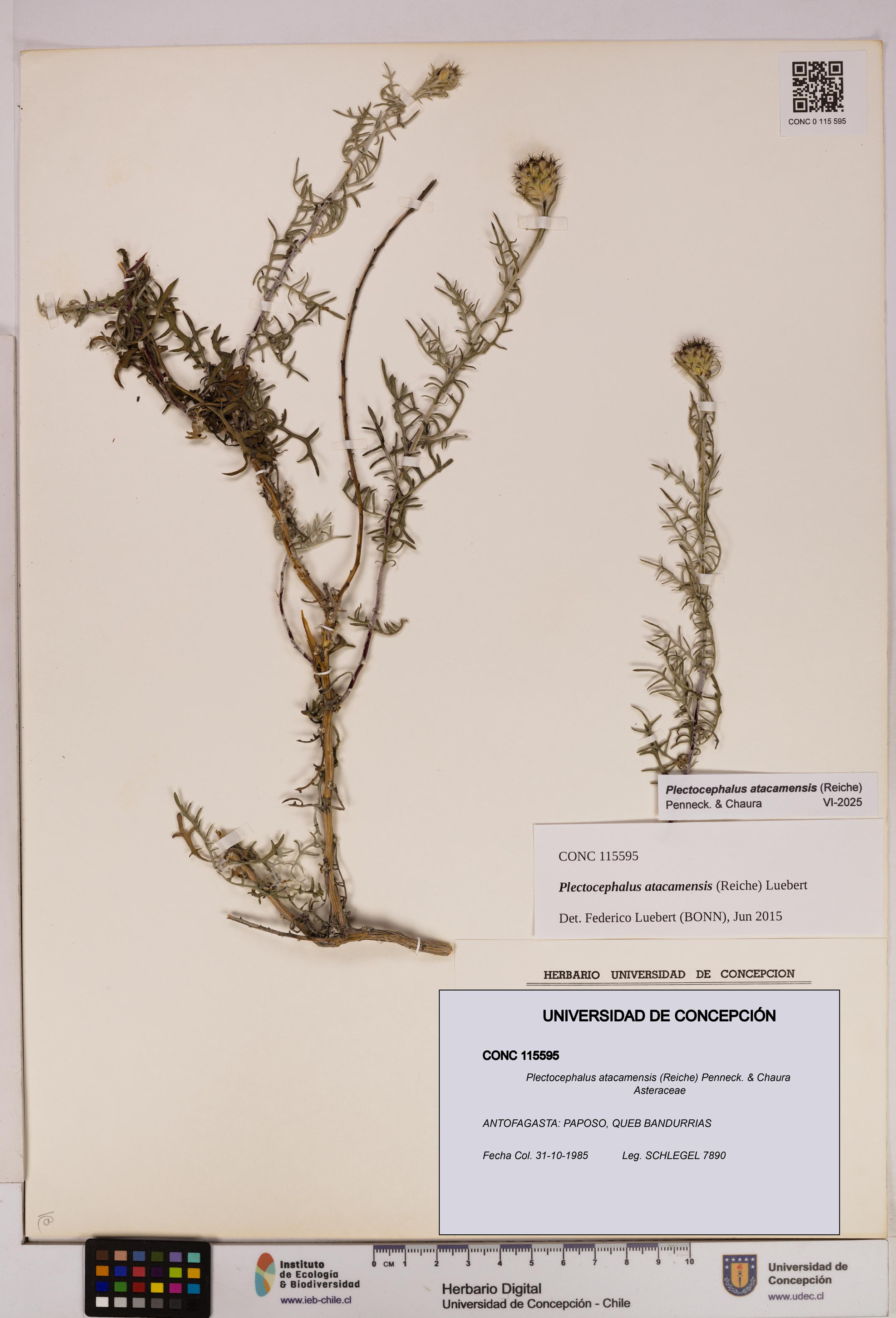 Plectocephalus atacamensis [Espécimen: UDEC:CONC:0115595]