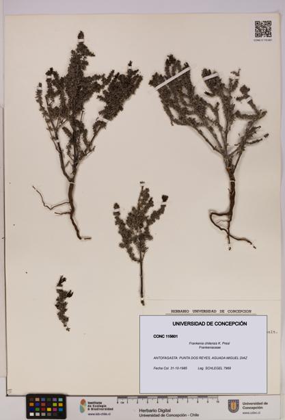 Frankenia chilensis [Espécimen: UDEC:CONC:0115601]