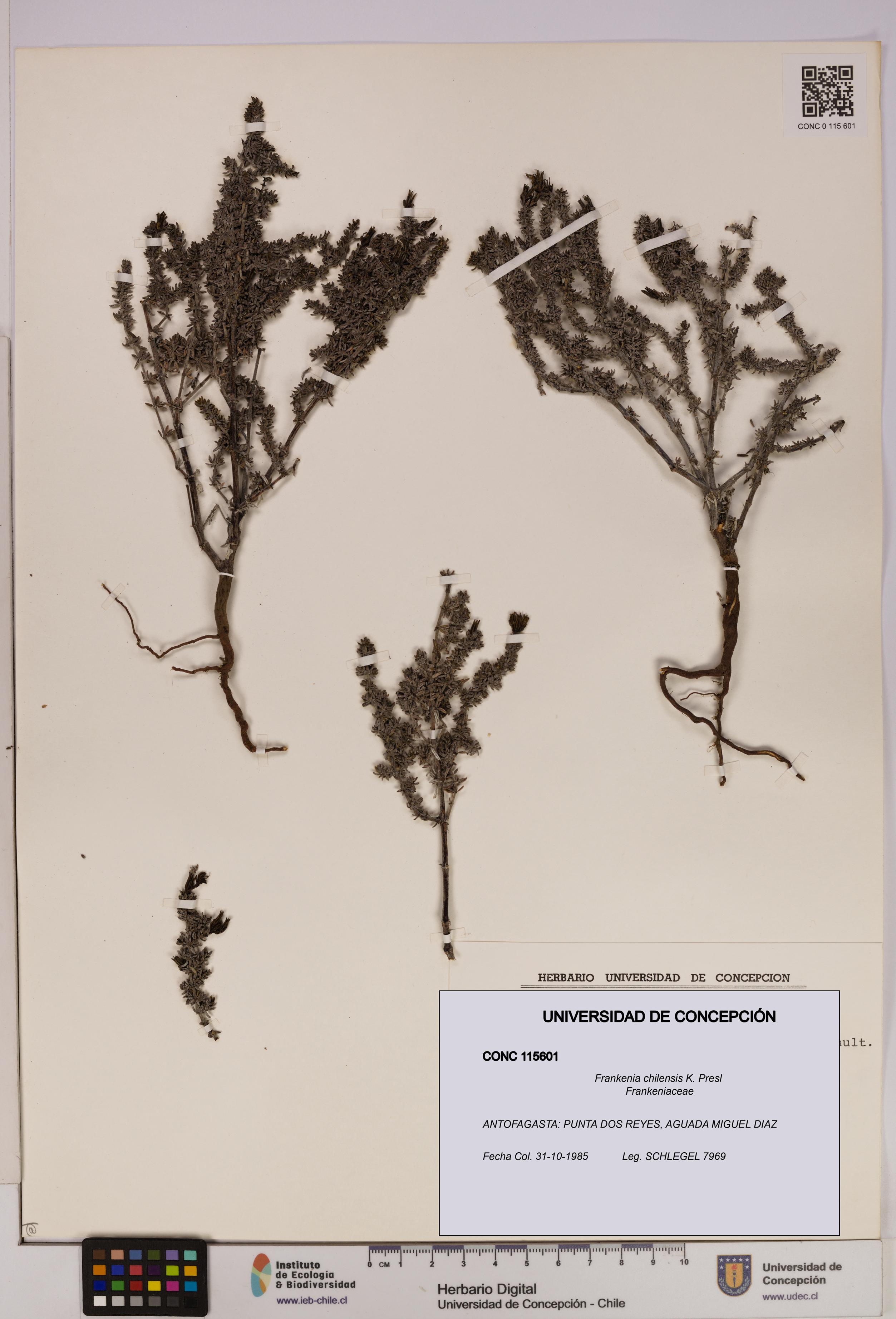 Frankenia chilensis [Espécimen: UDEC:CONC:0115601]