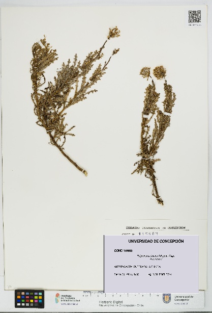 Polyachyrus fuscus [Espécimen: UDEC:CONC:0115603]