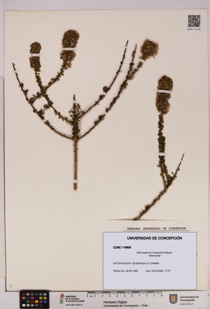 Ophryosporus triangularis [Espécimen: UDEC:CONC:0115605]