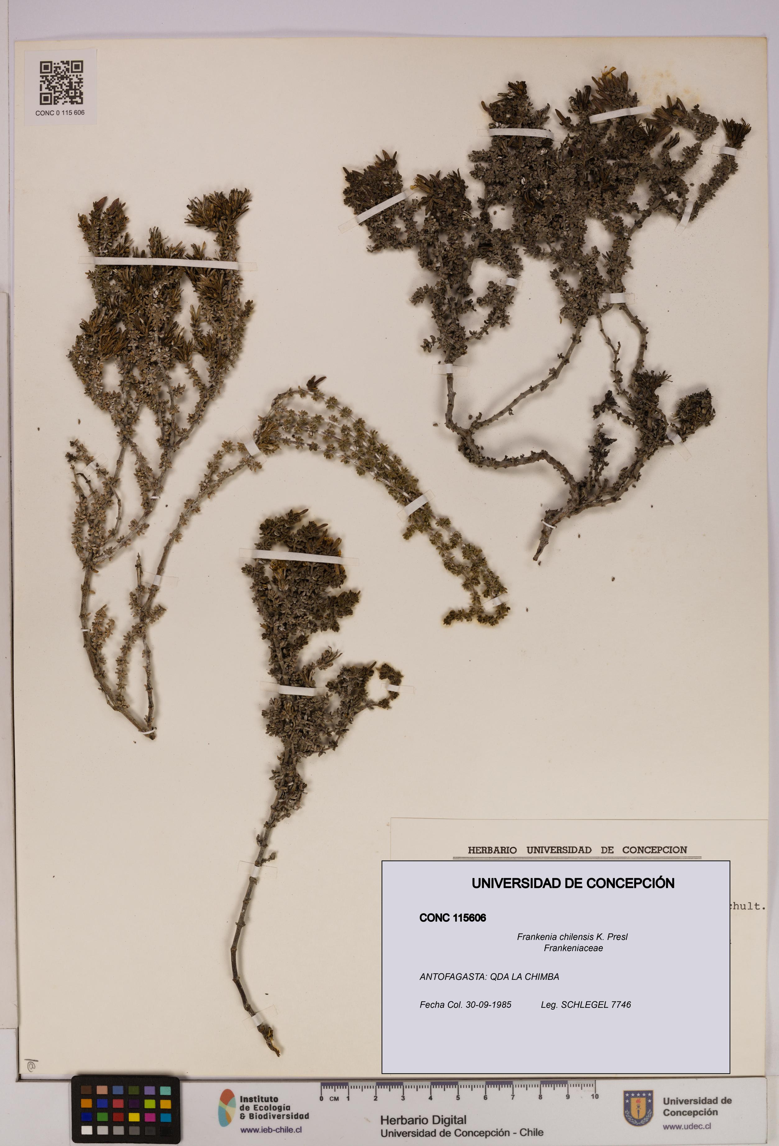 Frankenia chilensis [Espécimen: UDEC:CONC:0115606]