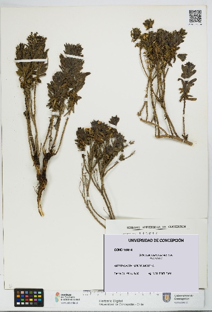 Gutierrezia espinosae [Espécimen: UDEC:CONC:0115614]