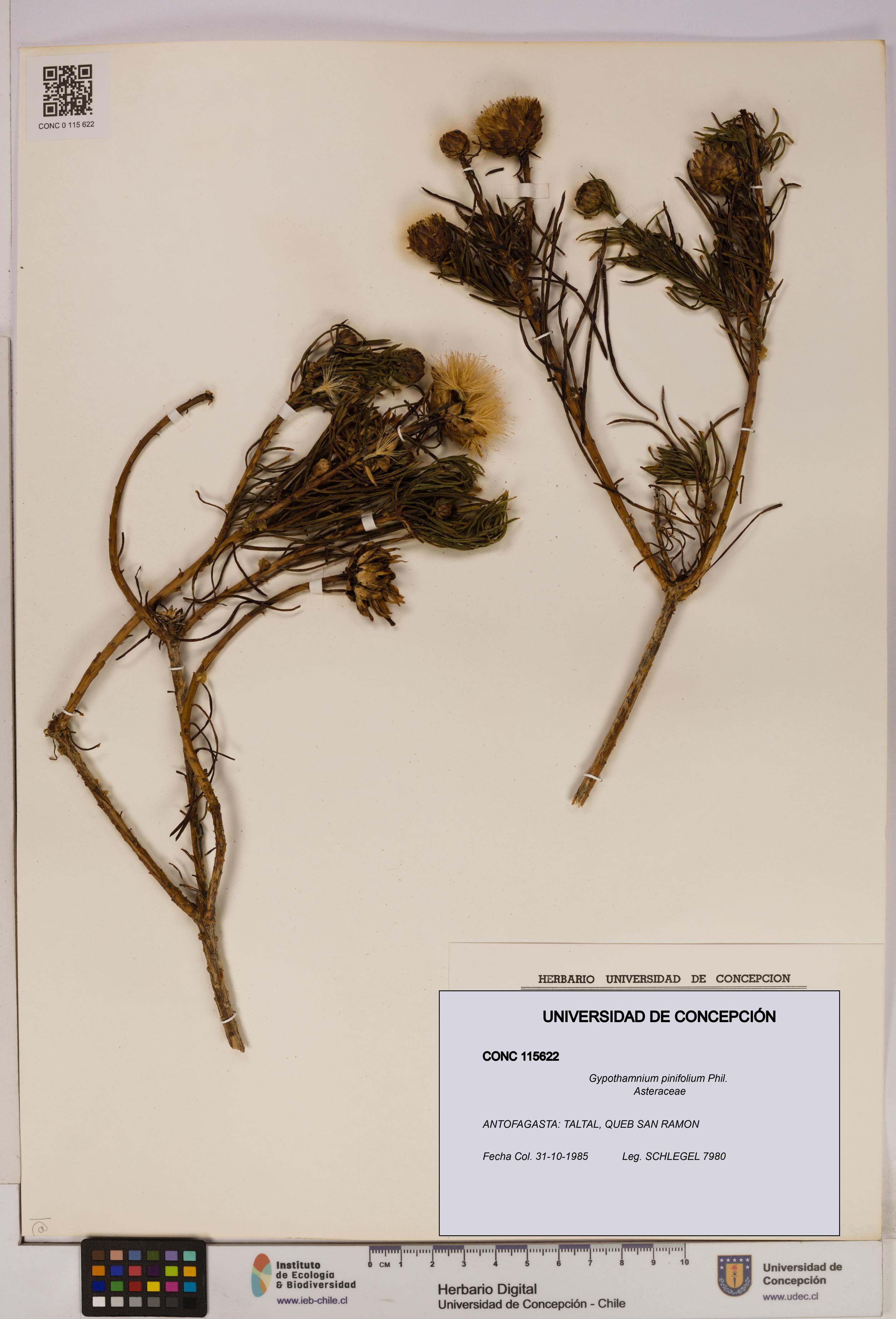 Gypothamnium pinifolium [Espécimen: UDEC:CONC:0115622]