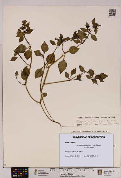 Mirabilis prostrata [Espécimen: UDEC:CONC:0115644]