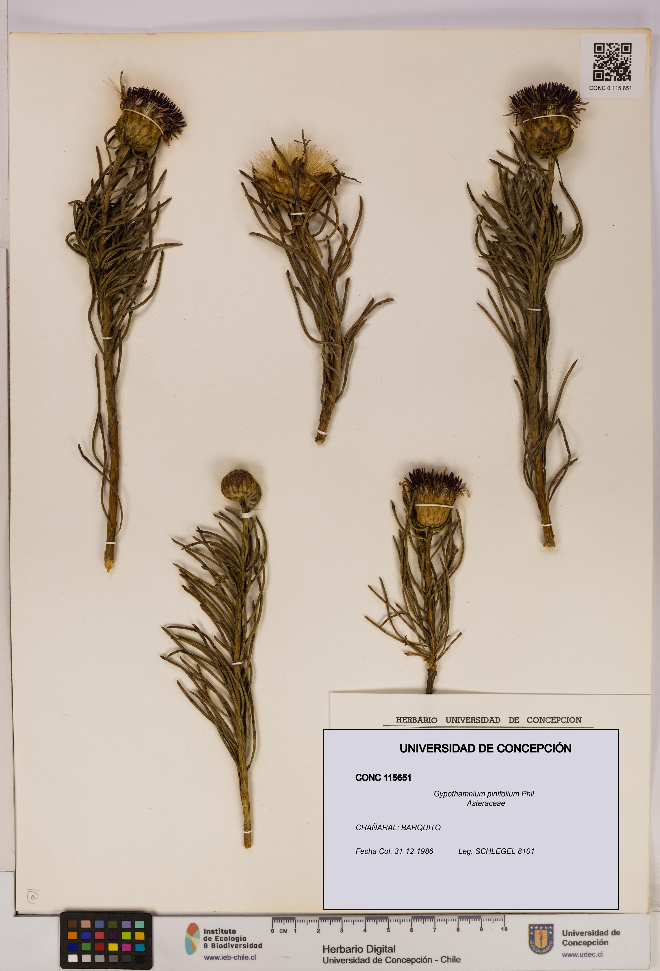 Gypothamnium pinifolium [Espécimen: UDEC:CONC:0115651]