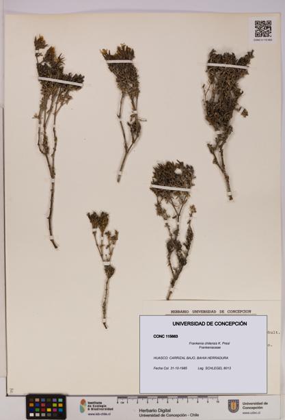 Frankenia chilensis [Espécimen: UDEC:CONC:0115663]