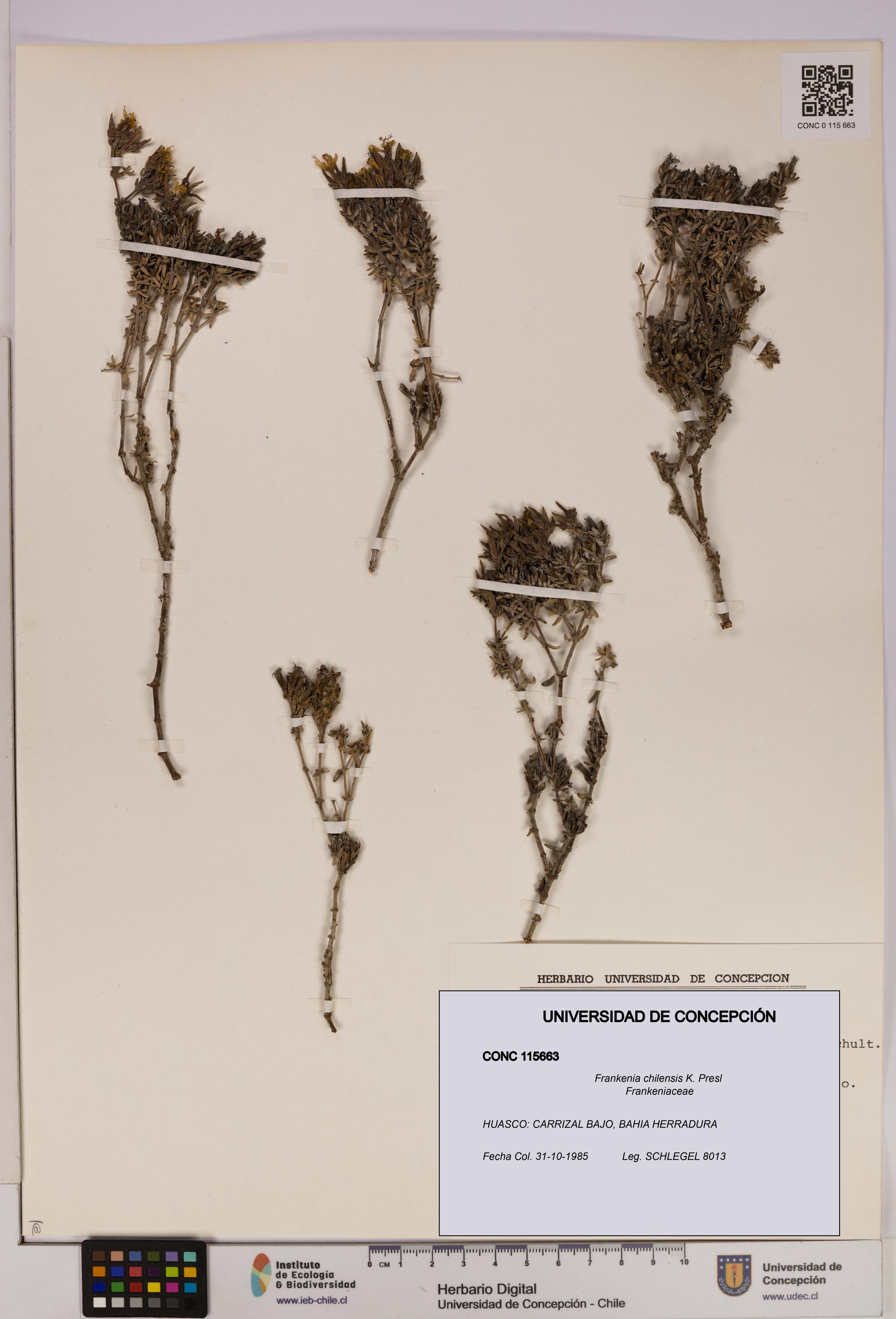 Frankenia chilensis [Espécimen: UDEC:CONC:0115663]