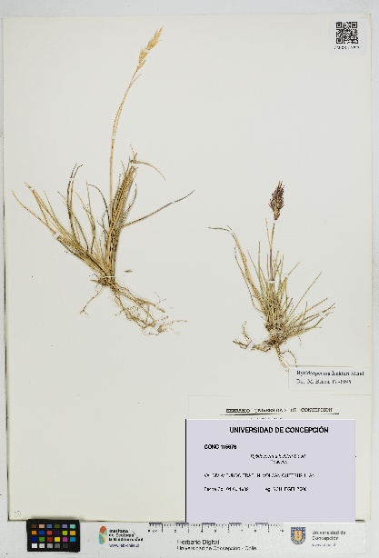 Rytidosperma lechleri [Espécimen: UDEC:CONC:0115676]