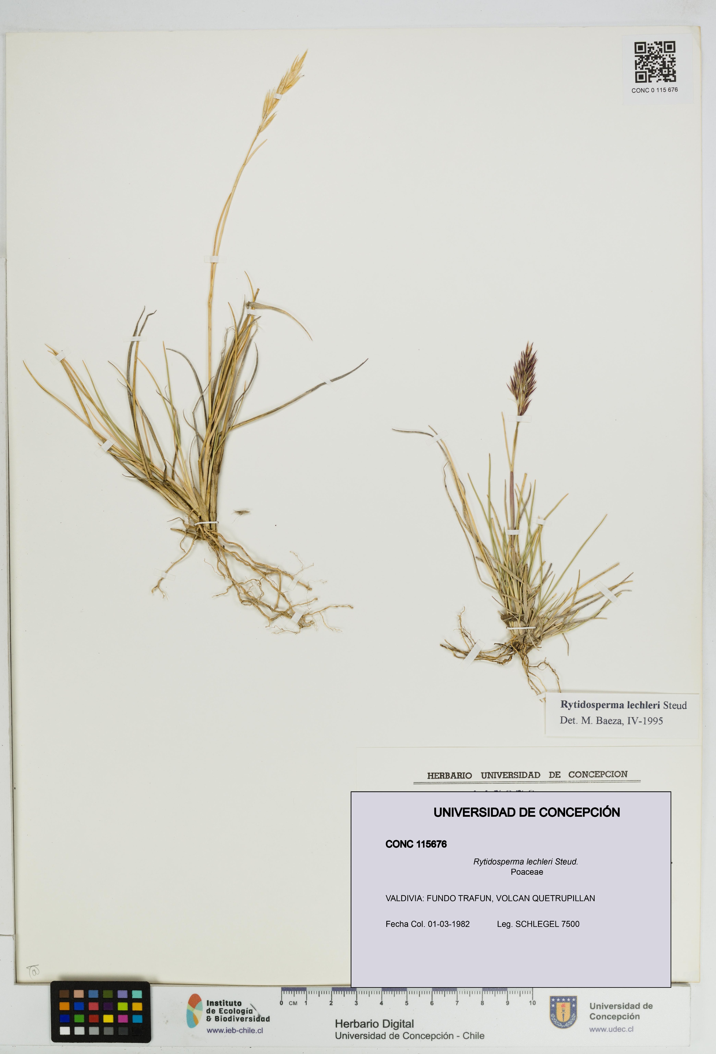 Rytidosperma lechleri [Espécimen: UDEC:CONC:0115676]