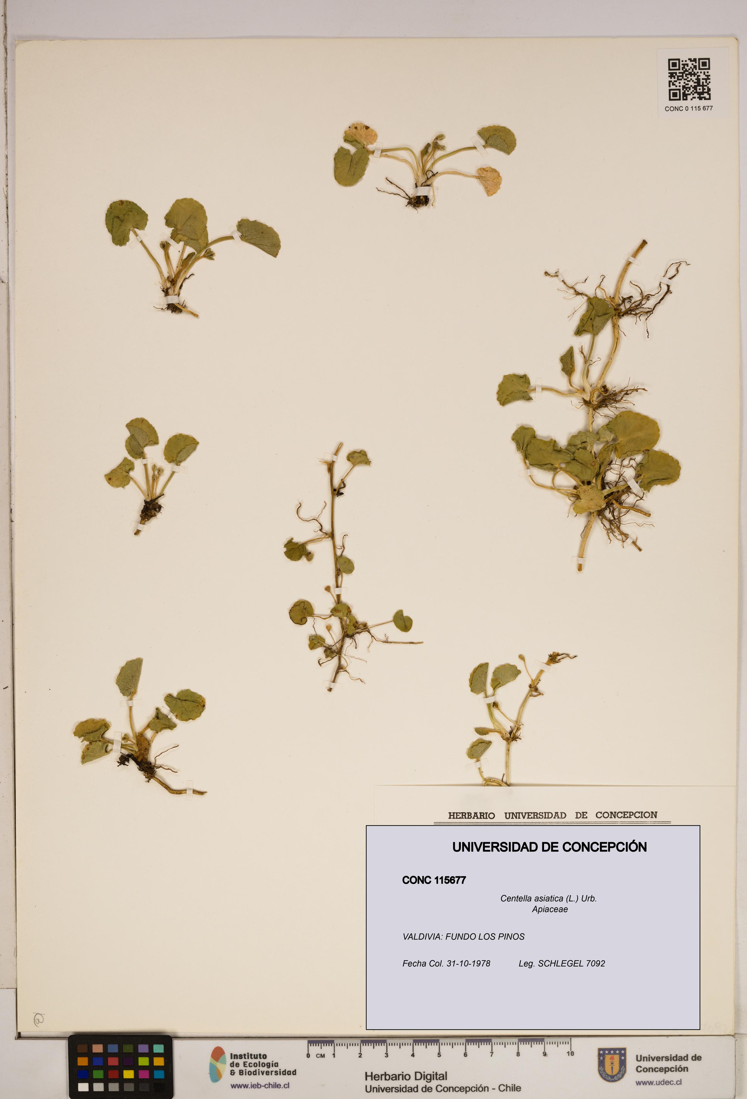 Centella asiatica [Espécimen: ]