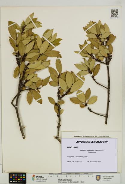 Maytenus magellanica [Espécimen: UDEC:CONC:0115683]