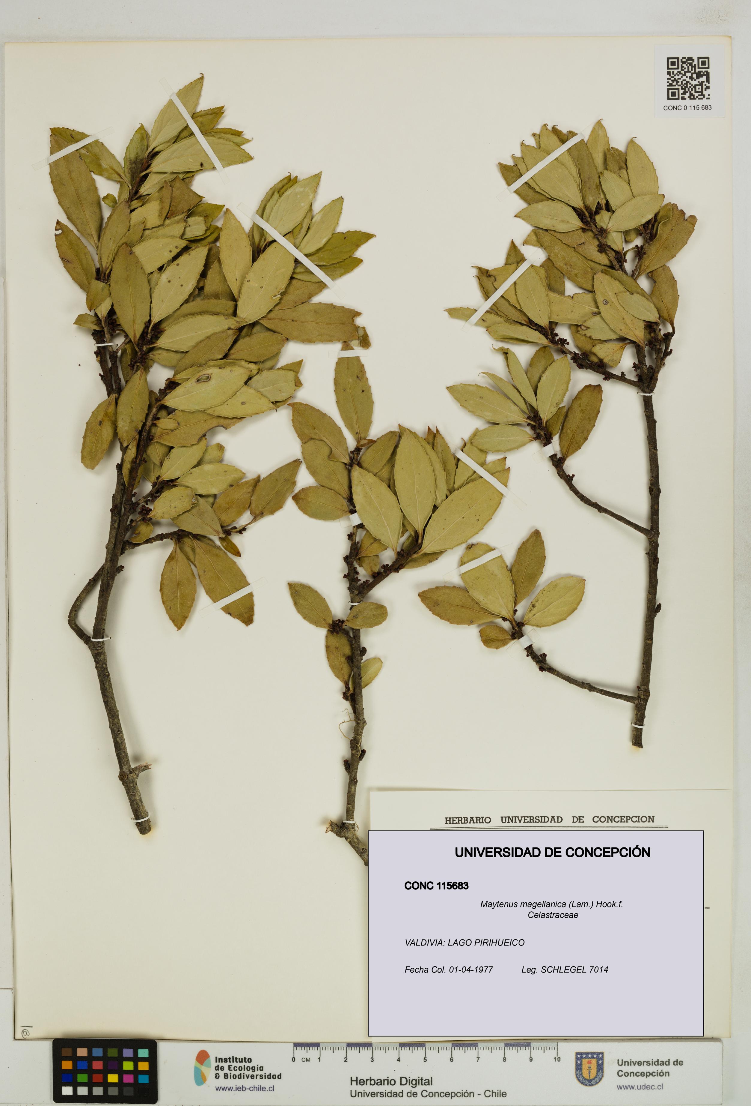 Maytenus magellanica [Espécimen: UDEC:CONC:0115683]