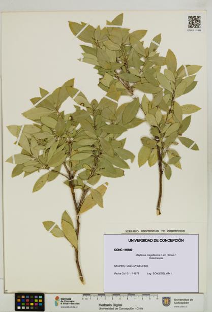 Maytenus magellanica [Espécimen: UDEC:CONC:0115689]