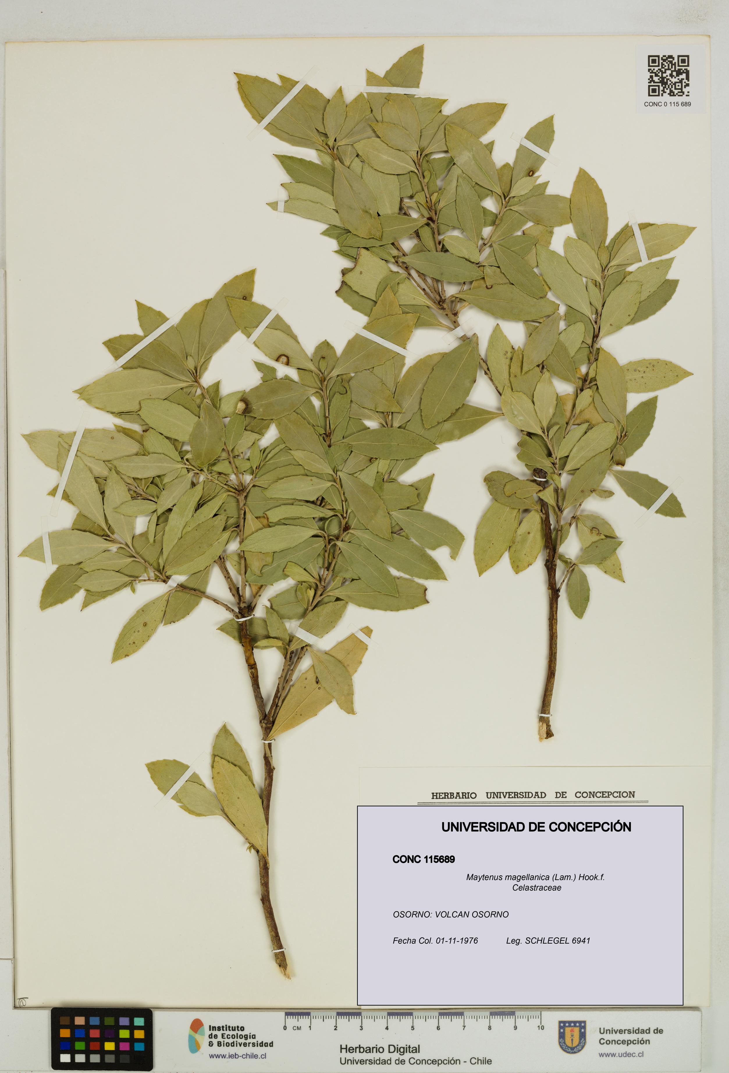 Maytenus magellanica [Espécimen: UDEC:CONC:0115689]