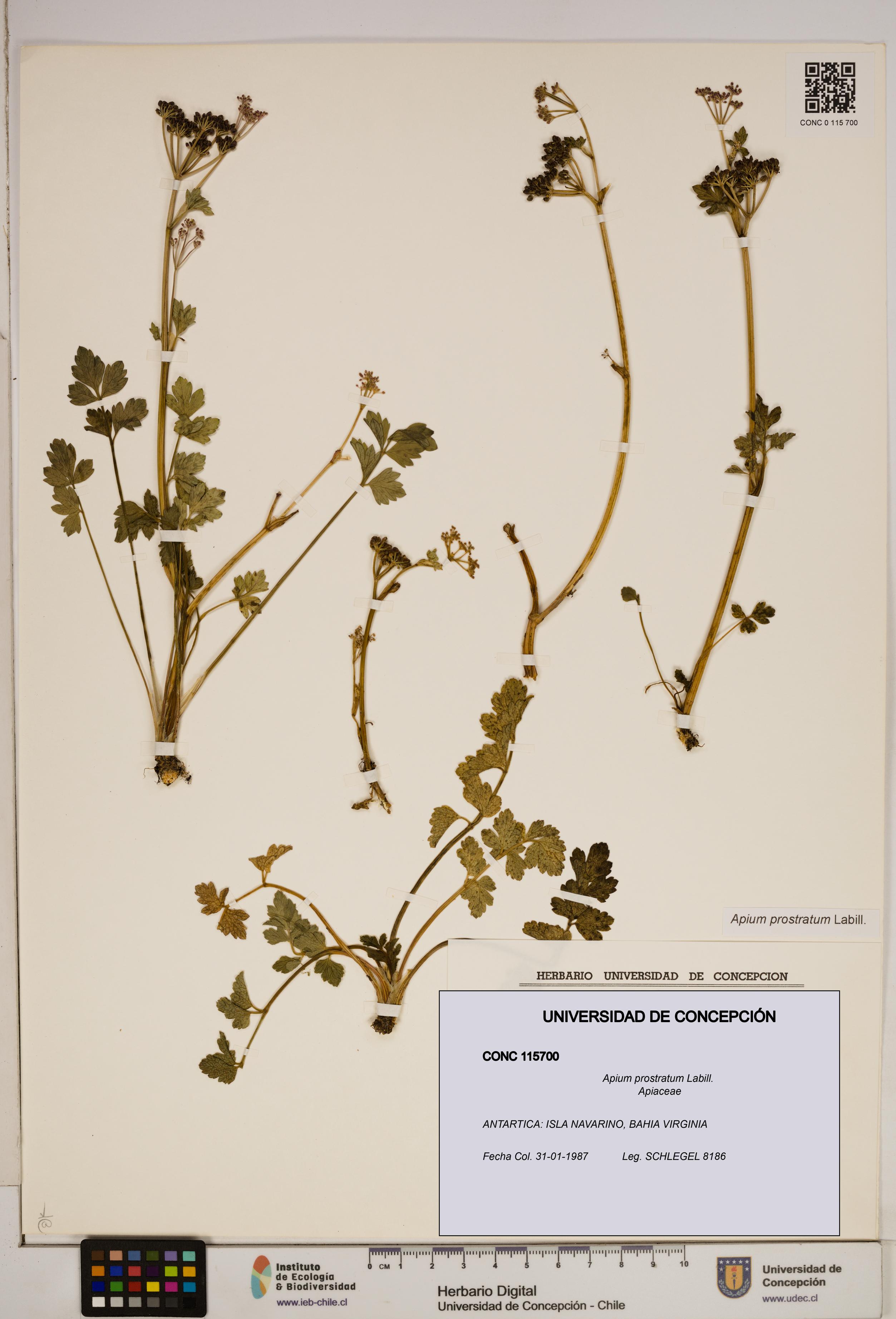 Apium prostratum [Espécimen: ]
