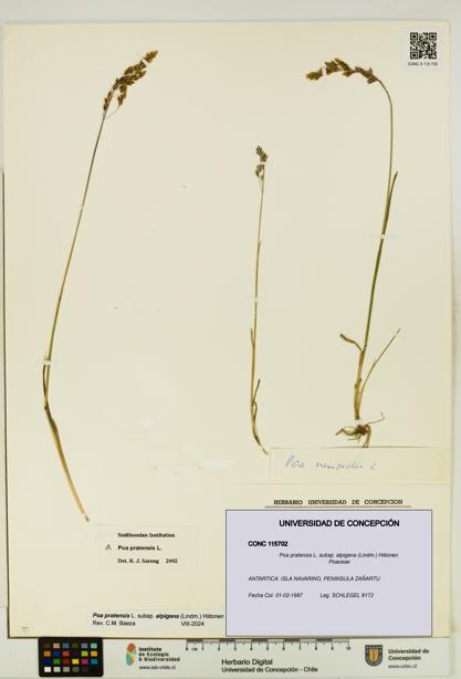 Poa pratensis [Espécimen: UDEC:CONC:0115702]