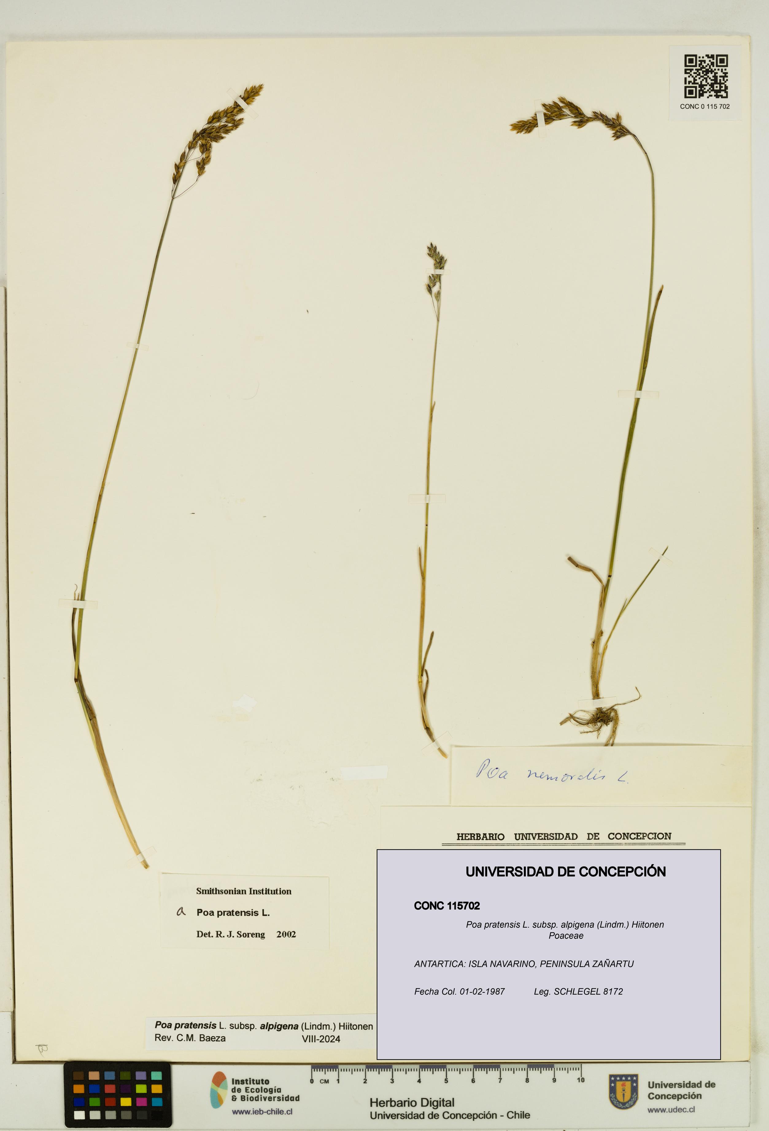 Poa pratensis [Espécimen: UDEC:CONC:0115702]