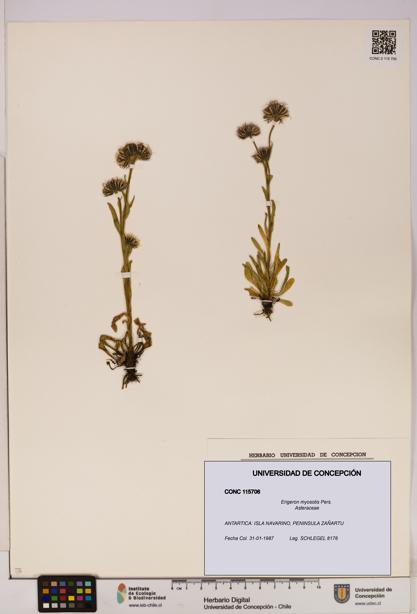 Erigeron myosotis [Espécimen: UDEC:CONC:0115706]