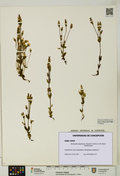 Gentianella magellanica [Espécimen: UDEC:CONC:0115707]