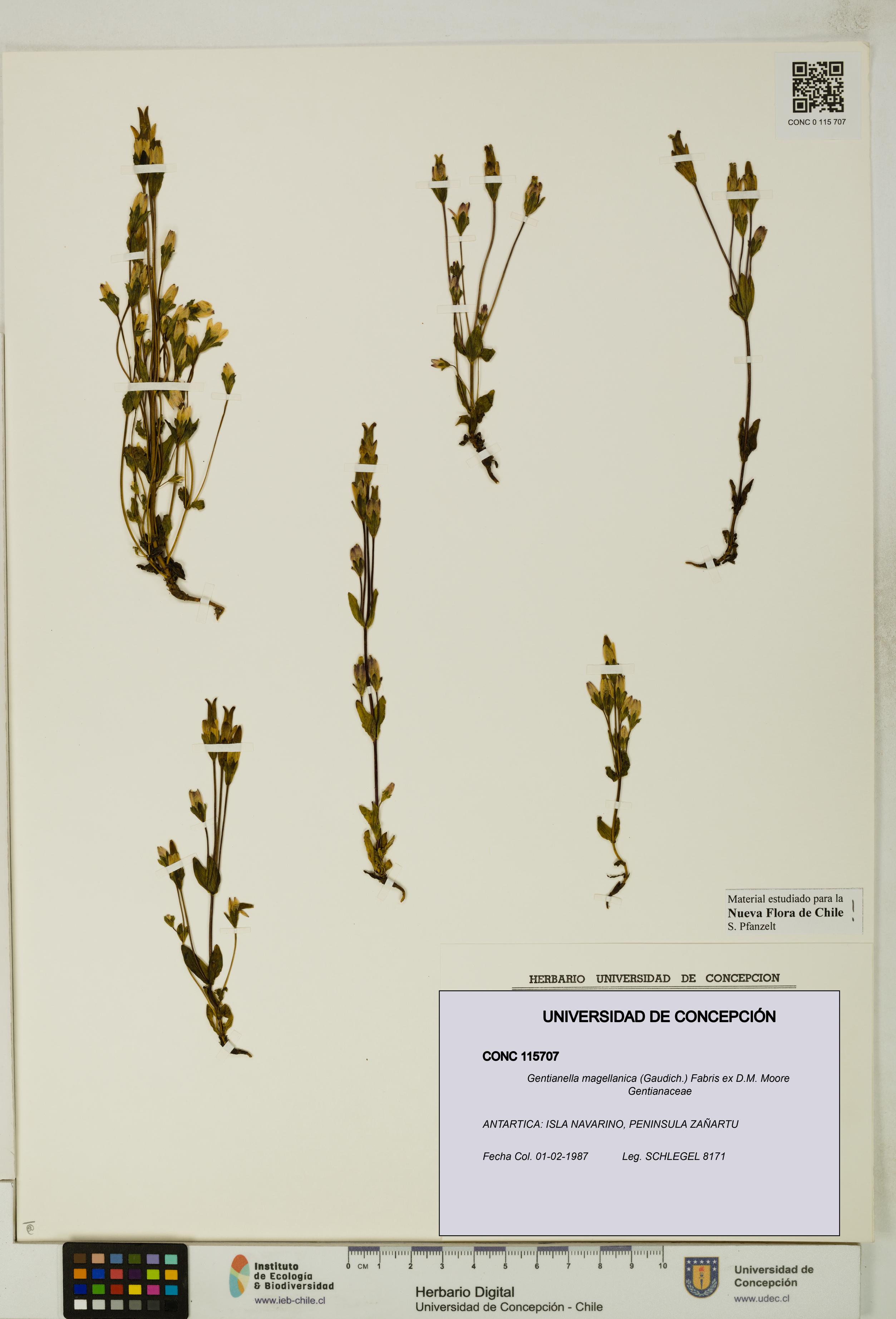 Gentianella magellanica [Espécimen: UDEC:CONC:0115707]