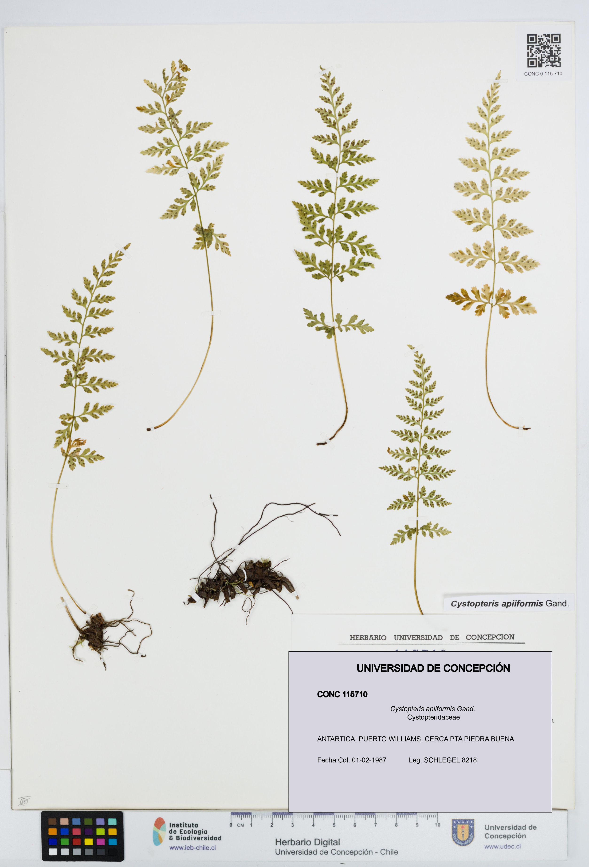 Cystopteris apiiformis [Espécimen: UDEC:CONC:0115710]