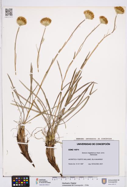 Senecio magellanicus [Espécimen: ]