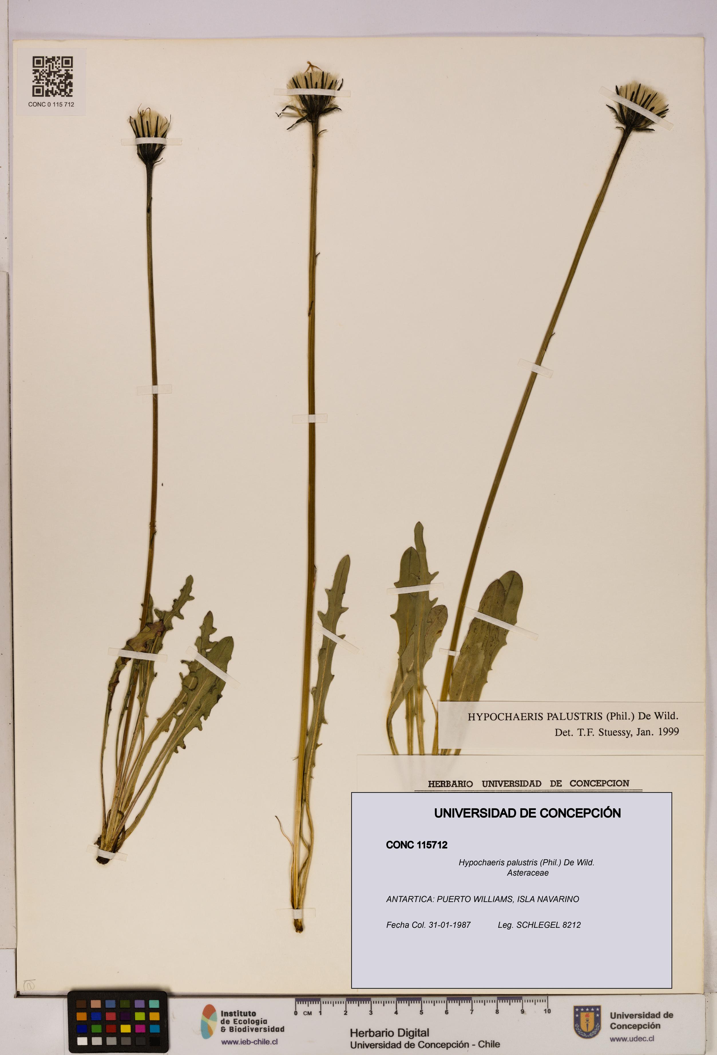 Hypochaeris palustris [Espécimen: UDEC:CONC:0115712]